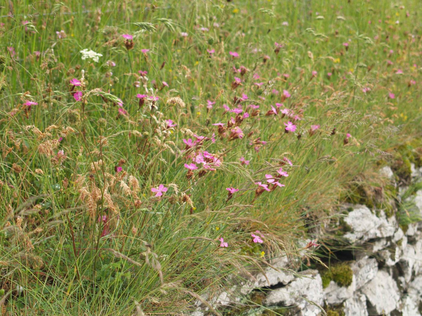 Pink, Clusterhead plant